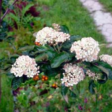 Саженец Рябина крупноплодная Бурка С3