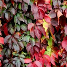 Саженец Виноград девичий С3