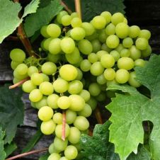 Саженец Виноград Алешенькин (30-50 см, 2 л)