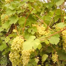 Саженец Виноград Алешенькин (30-50 см, 2 л)