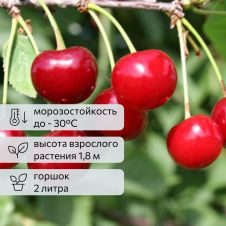 Саженец Вишня Маяк (90-110 см, 2 года, 2 л)