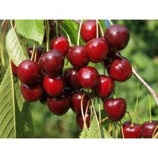 Саженец Вишня Маяк (90-110 см, 2 года, 2 л)