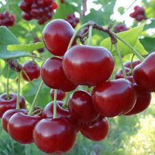 Саженец Вишня Шоколадница С7,5