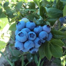 Саженец Голубика Блюголд (20-30 см, Р9)