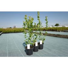 Саженец Голубика Блюголд (20-30 см, Р9)