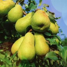 Саженец Груша Нежность С7