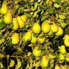 Саженец Груша Нежность С7