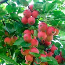 Саженец Яблоня Сувенир Алтая