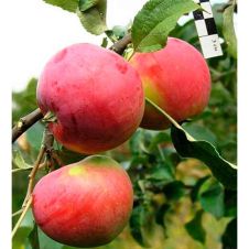 Саженец Яблоня Сувенир Алтая
