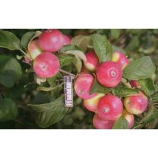 Саженец Яблоня Сувенир Алтая