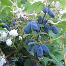 Саженец Жимолость Лакомка