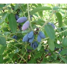 Саженец Жимолость Лакомка