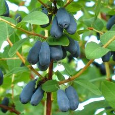 Саженец Жимолость Синяя птица