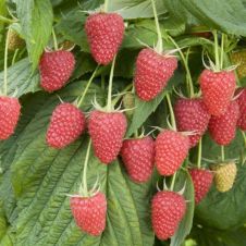 Саженец Малина ремонтантная Атлант