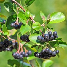 Саженец Рябина черноплодная Обыкновенная (40-50 см, 2-3 ветки, 2 л)