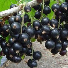 Саженец Смородина черная Дачница