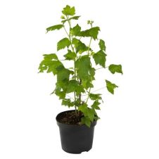 Саженец Смородина черная Дачница