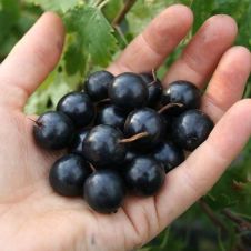 Саженец Смородина черная Черный жемчуг