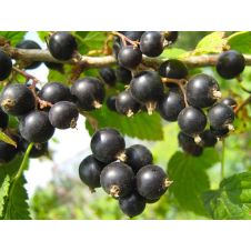 Саженец Смородина черная Черный жемчуг