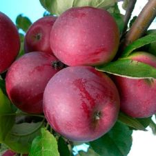 Саженец Яблоня Орлик (175-200 см, 3xv, 35 л)