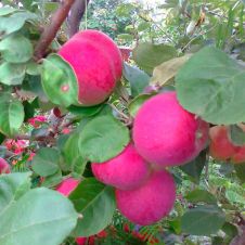 Саженец Яблоня Орлик (175-200 см, 3xv, 35 л)