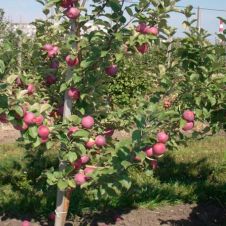 Саженец Яблоня Орлик (175-200 см, 3xv, 35 л)
