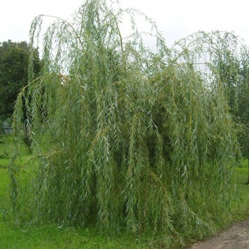 Саженец Ива Плакучий гном (Salix Placutschii Gnom) купить по цене 640 руб. в Томске | Садовый супермаркет «ДАЧА»