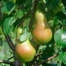 Саженец Груша Перун С7