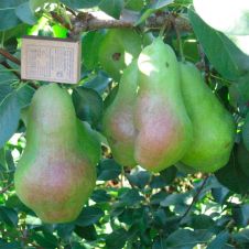 Саженец Груша Перун С7