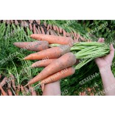 Морковь КУРОДА 1 г Партнер