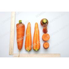 Морковь КУРОДА 1 г Партнер