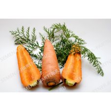 Морковь КУРОДА 1 г Партнер