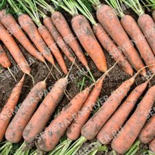 Морковь ОЛИМПО F1, 0,5 г Партнер