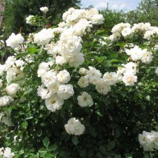 Роза плетистая Шванензее (Schwanensee)