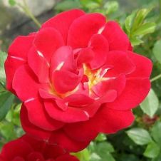 Роза почвопокровная Онделла (Ondella)