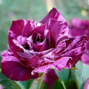 Роза спрей Папл Тайджер (Purple Tiger)