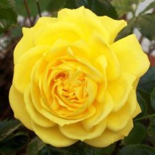 Роза флорибунда Фрезия (Friesia)