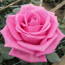 Роза чайногибридная Аква (Aqua)