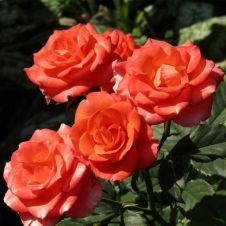 Роза чайногибридная Алегрия (Alegria)
