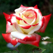 Роза чайногибридная Гармония (Harmonie)