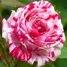 Роза чайногибридная Гаспер (Gaspard)