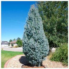 Ель колючая Iseli Fastigiate (Изели фастигиате) C2 20-30 см