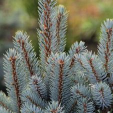 Ель колючая Iseli Fastigiate (Изели фастигиате) C2 20-30 см