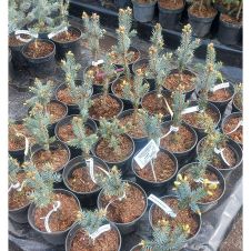 Ель колючая Iseli Fastigiate (Изели фастигиате) C2 20-30 см