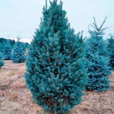 Ель колючая Iseli Fastigiate (Изели фастигиате) C15 70-80 см