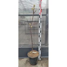 Саженец Яблоня колонновидная Восторг (100-150 см, 2 года, 7,5 л)