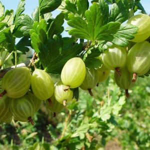 Саженец Крыжовник Снежана С3