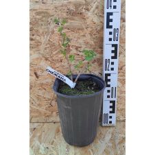 Саженец Крыжовник Снежана С3