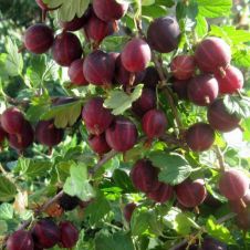 Саженец Крыжовник Красная заря С3