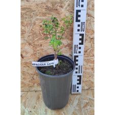 Саженец Крыжовник Красная заря С3